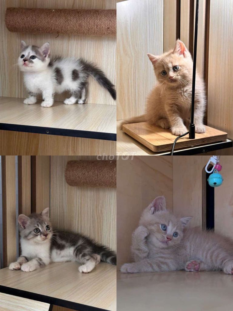 Mèo Anh chân lùn thuần chủng giá rẻ. Mua bán Mèo tại Huyện Hóc Môn Tp Hồ Chí Minh được đăng bởi MR TH hình 1