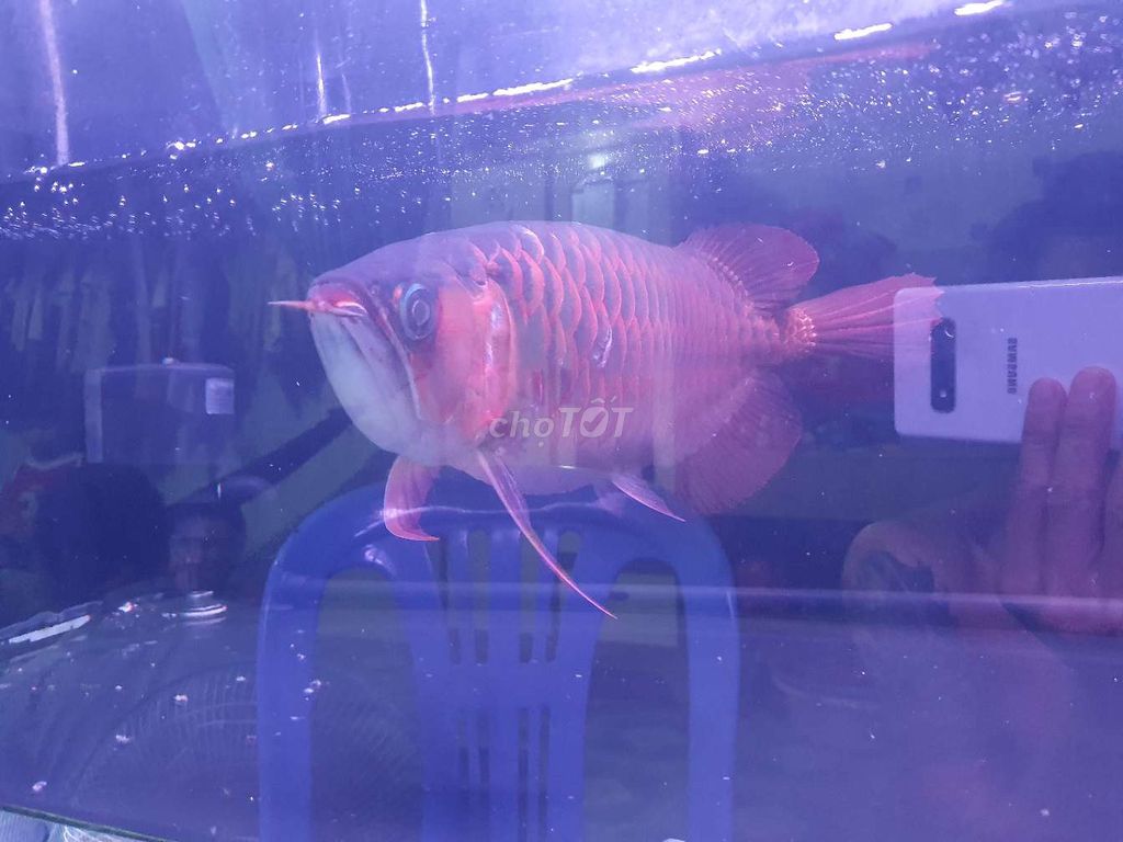 Huyết long. Mua bán Thú cưng khác tại Huyện Củ Chi Tp Hồ Chí Minh được đăng bởi Tên chưa cung cấp hình 6