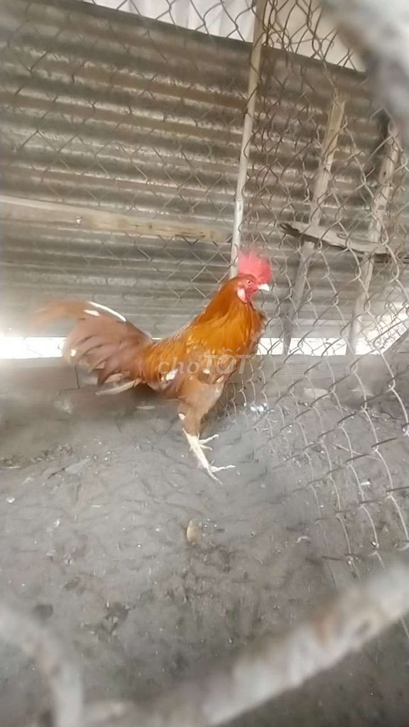khaminh 3kg3 tơ. Mua bán Gà tại Huyện Long Thành Đồng Nai được đăng bởi lê Vương hình 1