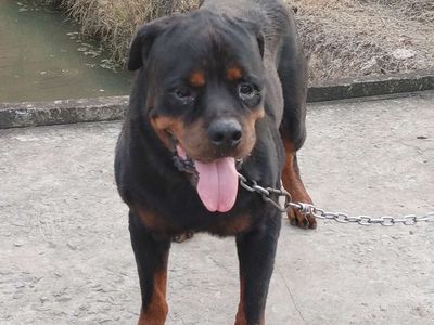 Chó Rottweiler Đực Thuần chủng. Mua bán Chó tại Thành phố Vũng Tàu Bà Rịa - Vũng Tàu được đăng bởi Nhân Rottweiler 