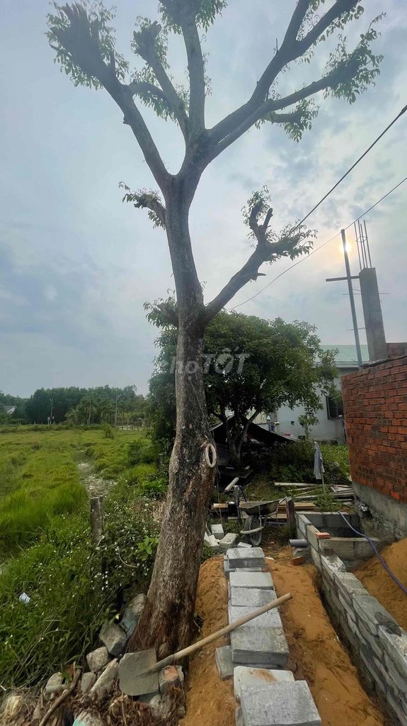 Cây cảnh Cây xưa. Mua bán Cây cảnh, đồ trang trí tại Huyện Hòa Vang Đà Nẵng được đăng bởi Nguyễn Quang Sơn hình 1