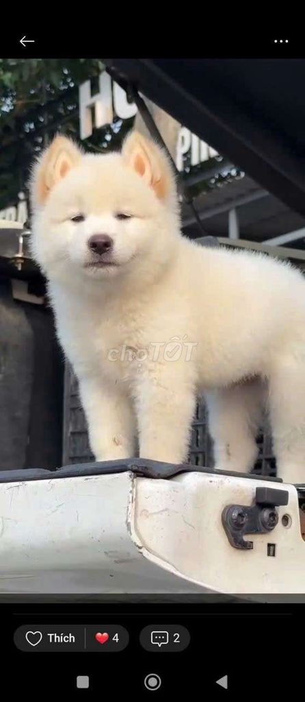 Chó con Cái màu Trắng. Mua bán Chó tại Thành phố Thủ Đức Tp Hồ Chí Minh được đăng bởi cho H mong hình 1