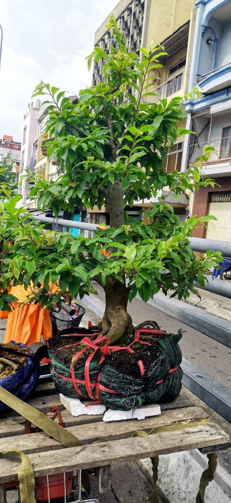 Mai vàng ghép 1m2 32cm Già mùa. Mua bán Cây cảnh, đồ trang trí tại Huyện Hóc Môn Tp Hồ Chí Minh được đăng bởi Tạ Thị Tươi hình 1