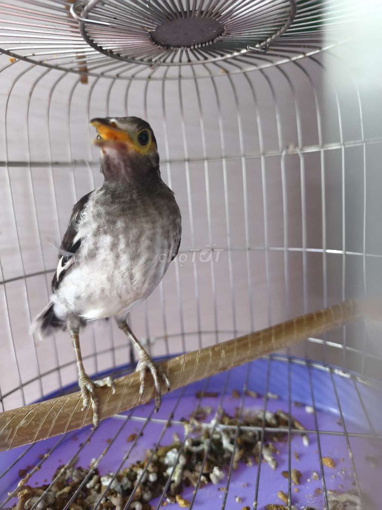 Chim Cà Cưởng Non Đen Trắng. Mua bán Chim tại Huyện Hòa Vang Đà Nẵng được đăng bởi Su su hình 1