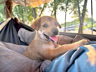 Chó con nhiều màu khỏe mạnh