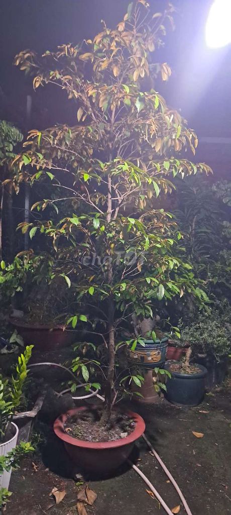 Cây vú sữa khỏe mạnh. Mua bán Cây cảnh, đồ trang trí tại Quận Gò Vấp Tp Hồ Chí Minh được đăng bởi bonsai hoàng mộc  hình 1
