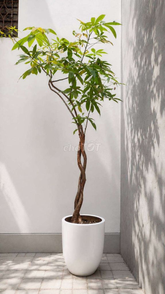 Cây cảnh Kim ngân 2,5m . Mua bán Cây cảnh, đồ trang trí tại Quận Hai Bà Trưng Hà Nội được đăng bởi Bảo Lâm hình 1