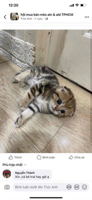 Bé mèo vằn Tappy tai cụp siêu yêu nhà trồng được. Mua bán Mèo tại Quận 1 Tp Hồ Chí Minh được đăng bởi VŨ THỊ TRÚC ANH