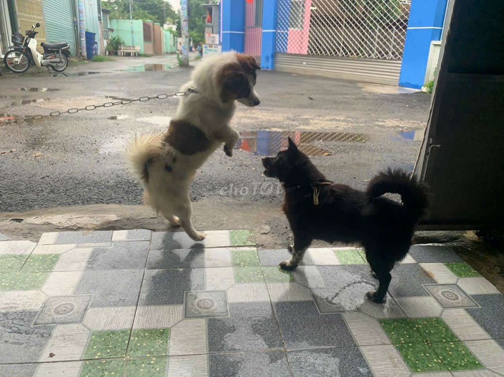 Chó lai nhật. Mua bán Chó tại Thành phố Dĩ An Bình Dương được đăng bởi Duong hình 2