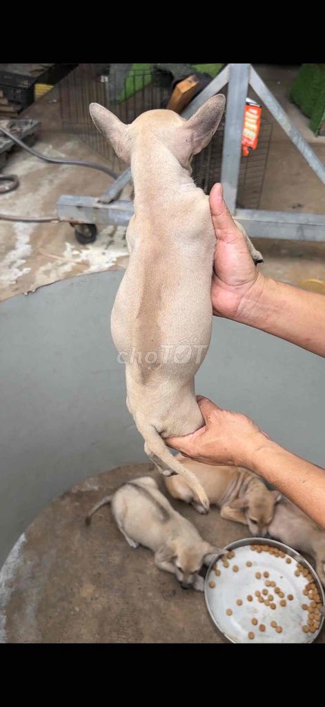 Chó Phú Quốc Đực, Cái. Mua bán Chó tại Huyện Trảng Bom Đồng Nai được đăng bởi Hương hình 1