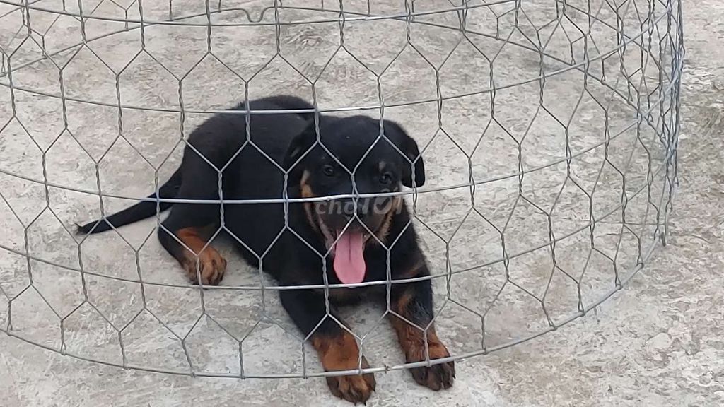 Chó Rottweiler.Tnn