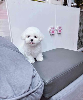 pnnnđang iu chó poodle