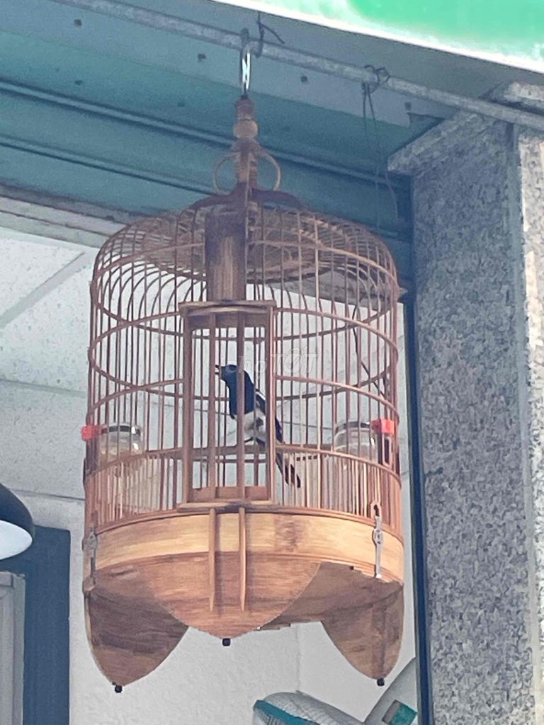 Chim chích choè than mùa 2 lồng Biên Hòa. Mua bán Chim tại Quận Tân Phú Tp Hồ Chí Minh được đăng bởi Duy dung hình 1