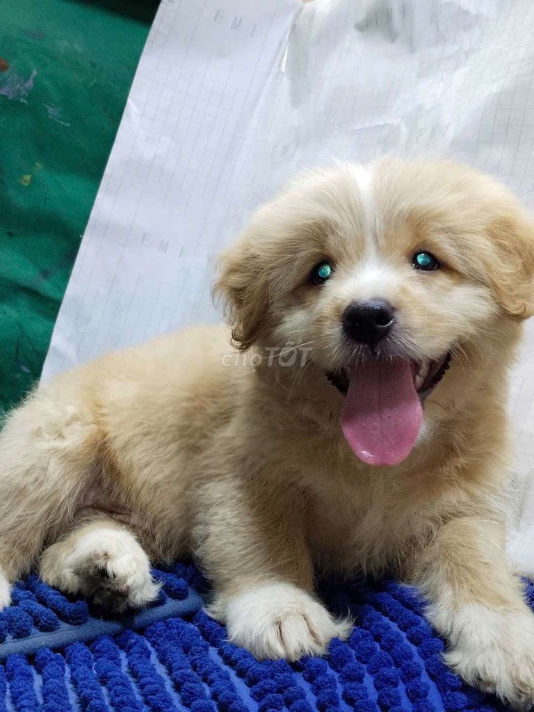 Chó Golden đực mông cộc tự nhiên khôn ngoan . Mua bán Chó tại Quận Bình Tân Tp Hồ Chí Minh được đăng bởi Nguyễn Hằng hình 1