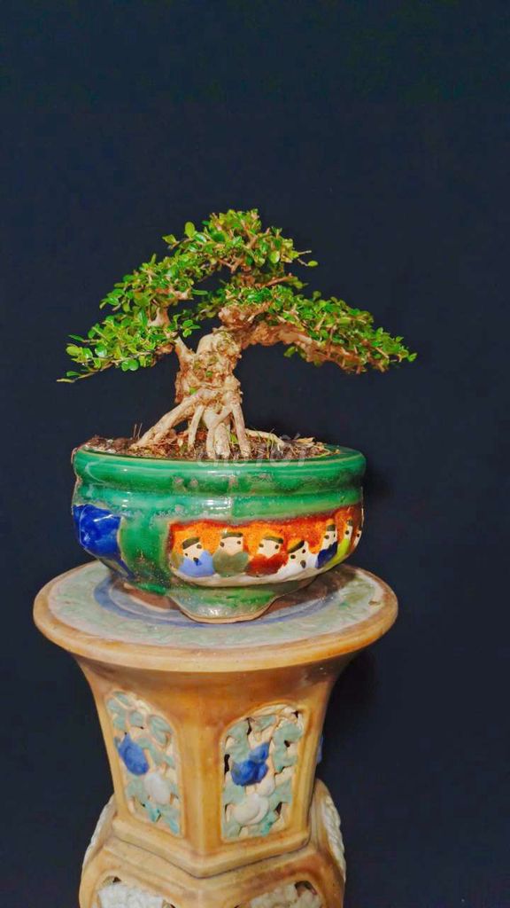 Cây cảnh Sam núi trái 20cm phong thủy. Mua bán Cây cảnh, đồ trang trí tại Huyện Hóc Môn Tp Hồ Chí Minh được đăng bởi Xuân Quang 55 hình 1