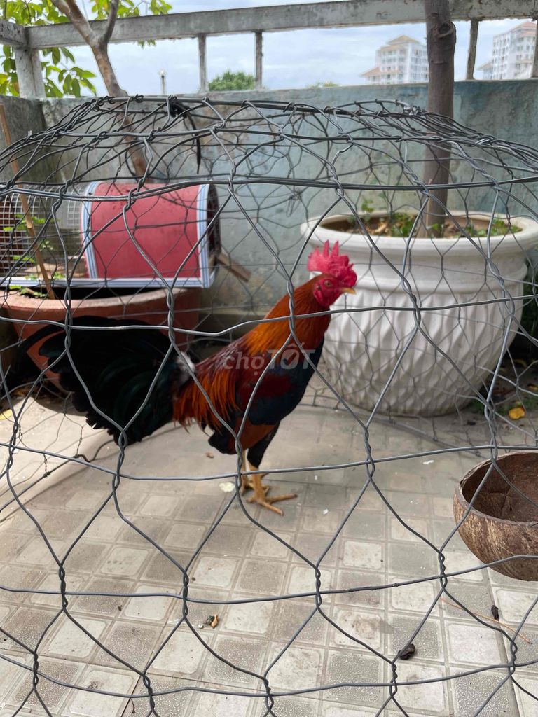 Bán Gà Tre 8 tháng tuổi