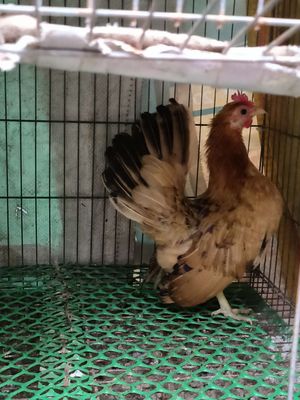 Mái serama vàng tàu. Mua bán Gà tại Thành phố Sóc Trăng Sóc Trăng được đăng bởi Lý Khâm Tuấn