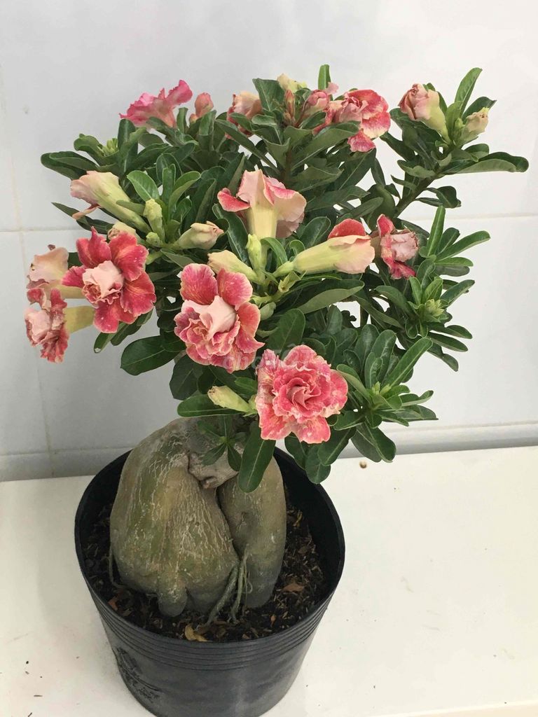 sứ ghép. Mua bán Cây cảnh, đồ trang trí tại Quận 7 Tp Hồ Chí Minh được đăng bởi Nga Trần hình 1