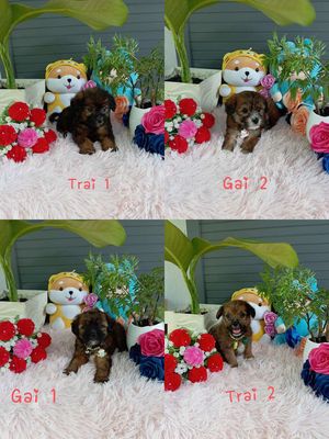 Poodle Lai Nhật xù siêu xinh