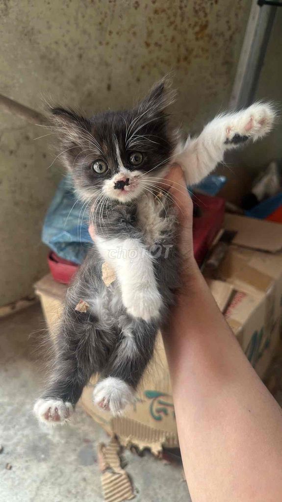 Cần bán 4 chú mèo con mẹ anh lông dài bố mèo ta. Mua bán Mèo tại Thành phố Bắc Ninh Bắc Ninh được đăng bởi Hoan Nguyen hình 2