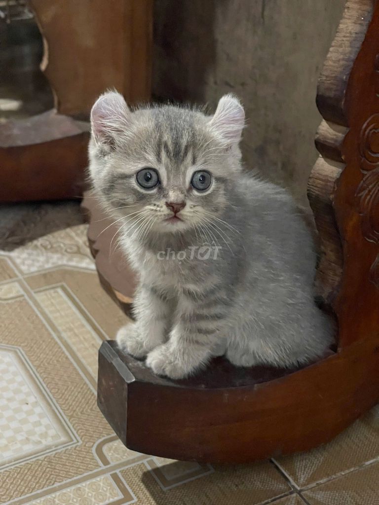 Mèo Silver 2 tháng tuổi. Mua bán Mèo tại Quận Thanh Khê Đà Nẵng được đăng bởi Hoàng Anh  hình 1