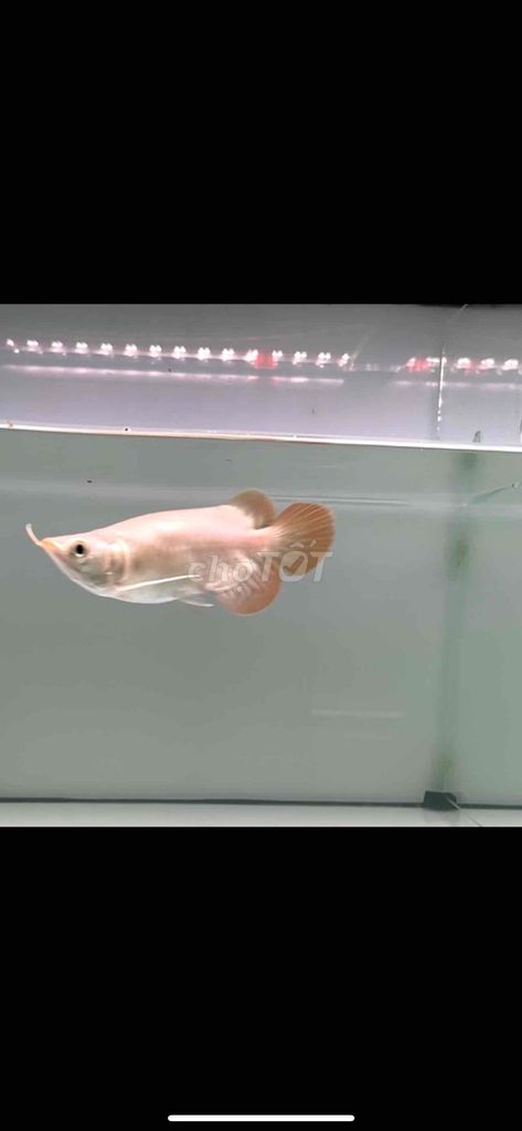 Huyết Long Super Kingshort. Mua bán Thú cưng khác tại Thị xã Tân Uyên Bình Dương được đăng bởi Tuấn hình 1