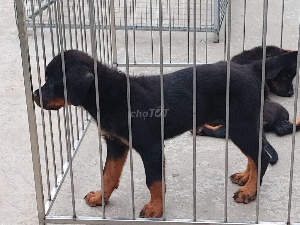 Rottweiler Baby.. Mua bán Chó tại Thành phố Phan Thiết Bình Thuận được đăng bởi Nhân Rottweiler  hình 3