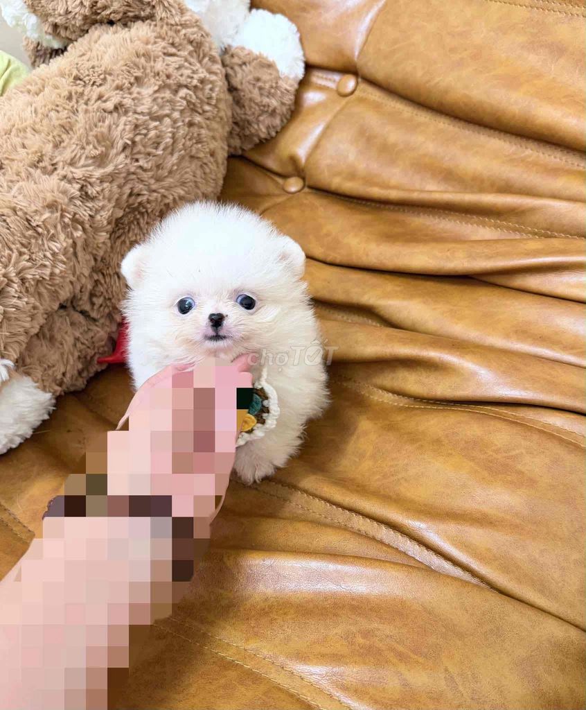 Chó Phốc Sóc nhỏ đã tiêm ( hình thật). Mua bán Chó tại Quận 8 Tp Hồ Chí Minh được đăng bởi Bong Do hình 1