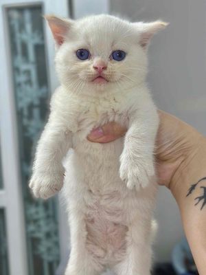 bé cái golden ponit. Mua bán Mèo tại Quận Bắc Từ Liêm Hà Nội được đăng bởi Vũ Hữu Tình 