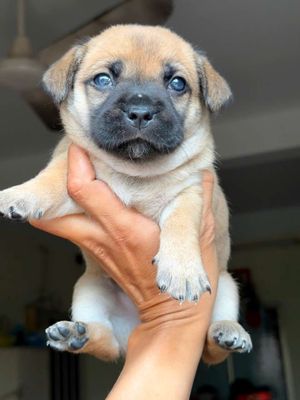 Chó Mặt xệ F1 đực đã tiêm 1 mũi