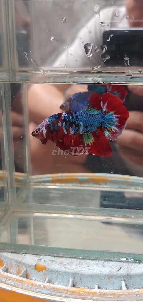 Betta red glx.