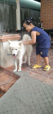 Chó alaska trắng tuyết 7 tháng 16kg