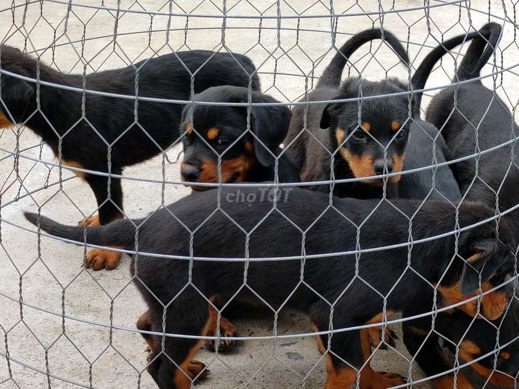Chó Rottweiler VTn. Mua bán Chó tại Thành phố Vũng Tàu Bà Rịa - Vũng Tàu được đăng bởi Nhân Rottweiler  hình 1