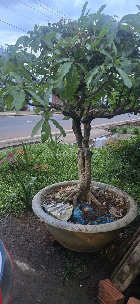 Cây Lộc Vừng dáng đẹp khỏe mạnh. Mua bán Cây cảnh, đồ trang trí tại Huyện Krông A Na Đắk Lắk được đăng bởi hạnh phúc  hình 1