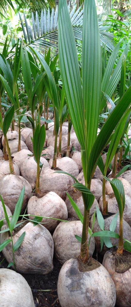 Dừa giống Mã lai bầu ươm tại vườn. Mua bán Đồ chuyên dụng, Giống nuôi trồng tại Huyện Châu Thành Long An được đăng bởi Vũ Phong hình 1