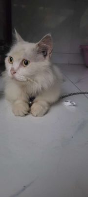 Mèo Trắng Đực Đã tiêm phòng