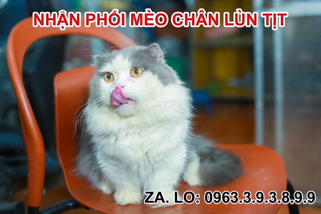 Dịch vụ phôi mèo anh lông dài chân lùn tai cụp. Mua bán Mèo tại Quận Thanh Xuân Hà Nội được đăng bởi Nguyễn Thị Uyển hình 1