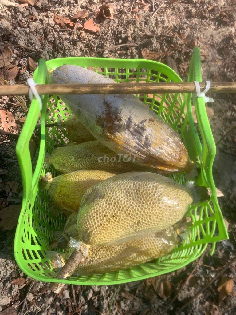 Mật ong ruồi rừng nguyên tổ, loại mật tổ già. Mua bán Đồ ăn, thực phẩm và các loại khác tại Huyện Xuân Lộc Đồng Nai được đăng bởi Trần Quốc Vinh hình 1