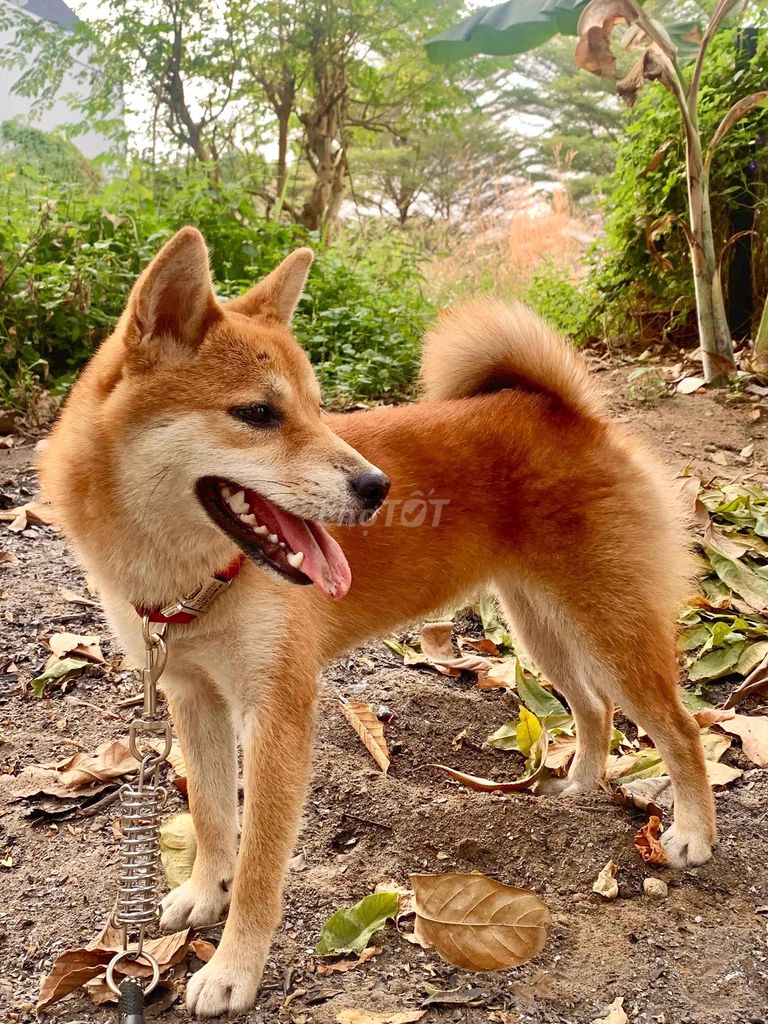 Bé Shiba Inu cái màu vàng đỏ 6.5 tháng tuổi