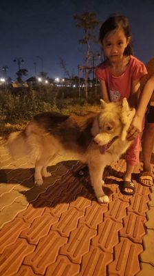 Chó Alaska đực nâu trắng 10 tháng tuổi 
