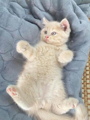 Mèo Anh lông ngắn 2 tháng tuổi