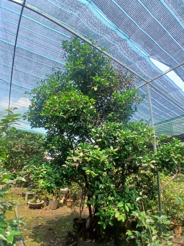 Cây ăn quả Cherry Brazil 3m Khỏe mạnh. Mua bán Cây cảnh, đồ trang trí tại Huyện Tân Phú Đồng Nai được đăng bởi Đông 68 hình 1