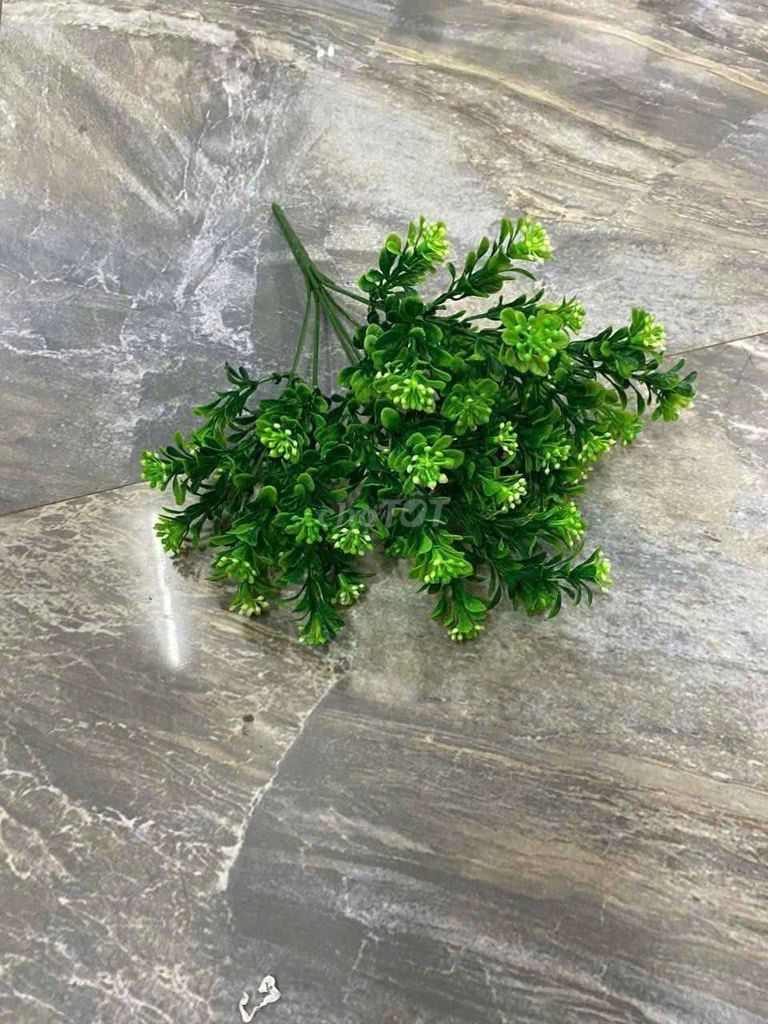 Bụi Hoa Ngâu - Trang Trí Không Gian Sống. Mua bán Cây cảnh, đồ trang trí tại Huyện Bình Chánh Tp Hồ Chí Minh được đăng bởi Bảo Ngọc hình 1