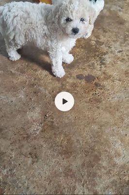 Cún cute, dễ thương, nhanh nhẹn, mẹ 3,5kg thôi. Mua bán Chó tại Thị Xã Buôn Hồ Đắk Lắk được đăng bởi Minh
