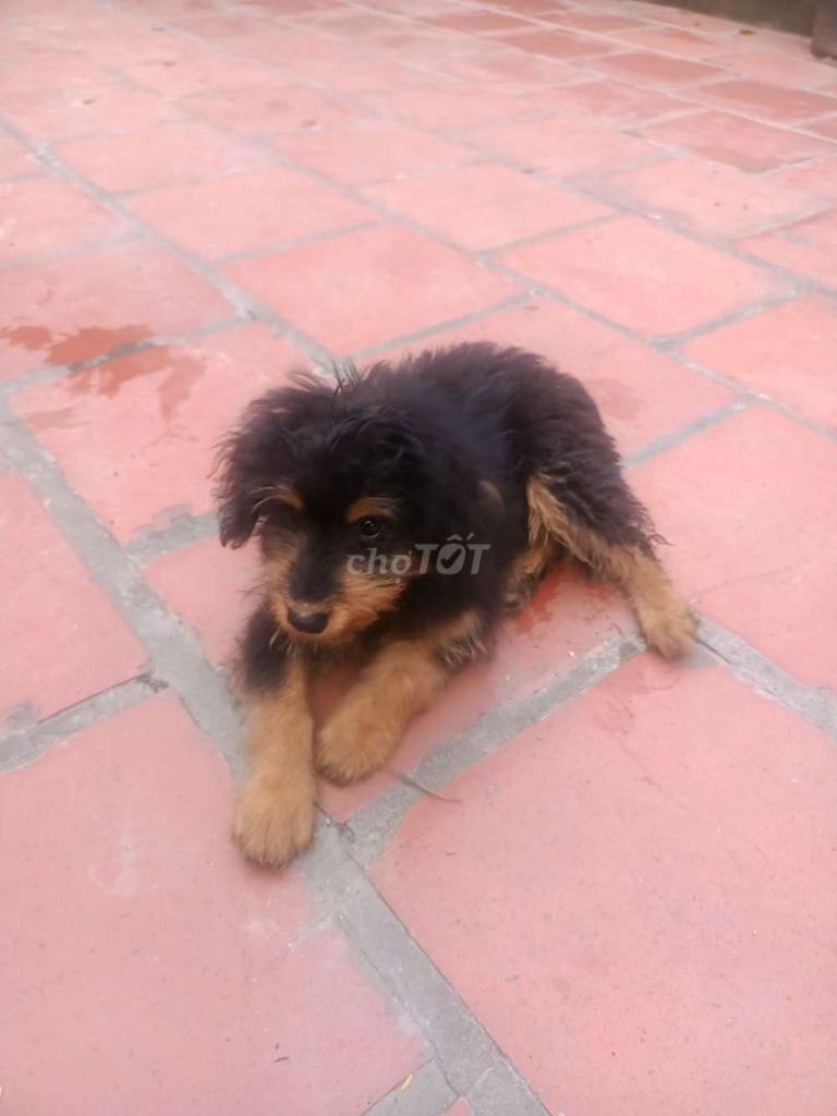 Tôi muốn bán một bé Yorkshire 4 tháng tuổi.. Mua bán Chó tại Huyện Đông Sơn Thanh Hóa được đăng bởi Doãn Tuấn hình 4