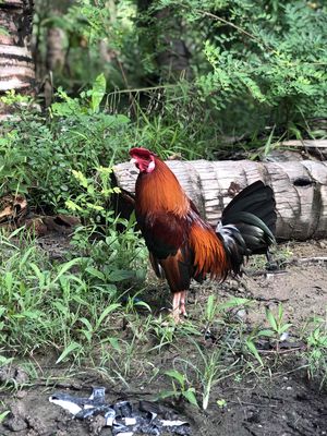 Điều asil 1k450. Mua bán Gà tại Huyện Chợ Mới An Giang được đăng bởi Long Hồ