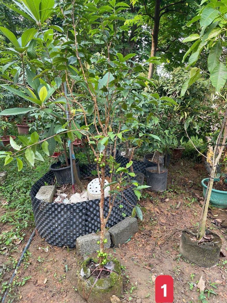 Cây nho. Mua bán Cây cảnh, đồ trang trí tại Quận Hà Đông Hà Nội được đăng bởi Nguyễn Văn Hoàng  hình 1
