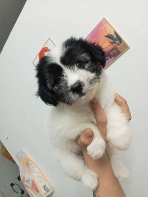 Poodle lai phocf. Mua bán Chó tại Quận Gò Vấp Tp Hồ Chí Minh được đăng bởi Ngô linh