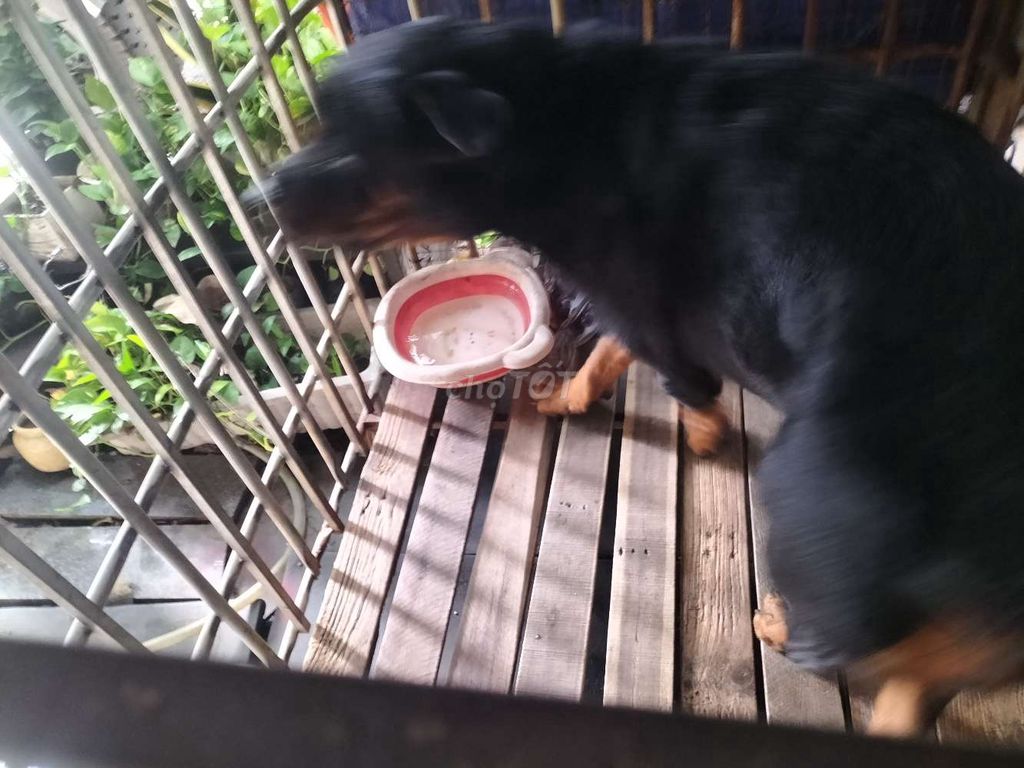 Rottweiler đực. Mua bán Chó tại Quận 7 Tp Hồ Chí Minh được đăng bởi Lâm hình 2