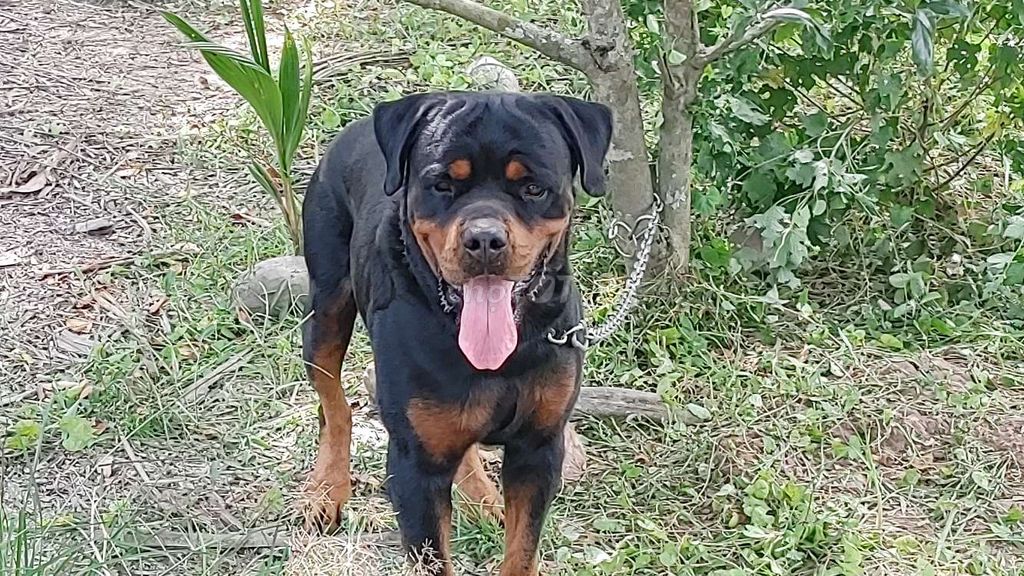 Đực Vip.Rottweiler